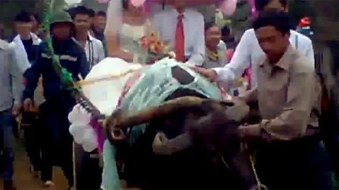 Đám cưới của chàng trai rước dâu bằng xe trâu