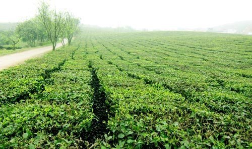 Nông nghiệp: Hết cơ hội để đột phá?