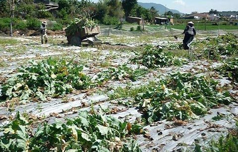 Rau rẻ hơn bèo, nhà vườn phá bỏ làm phân