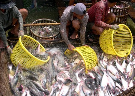 Nói và làm: 'Chữa cháy' cho nông dân