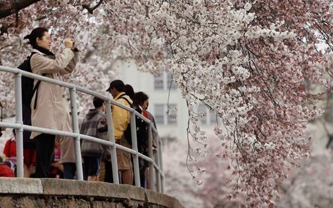 Hoa anh đào nở rộ ở Washington