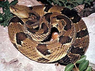 Liệt dương vì lạm dụng thịt và cao trăn