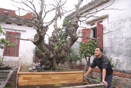 Cây sanh già từng được trả 30 cây vàng