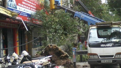 Cây đại thụ ở Hà Nội bật gốc