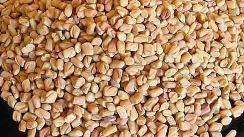 Những công dụng bất ngờ của hạt Methi
