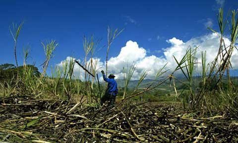 Nước ngoài mua đất nông nghiệp: Đầu tư hay chiếm dụng?