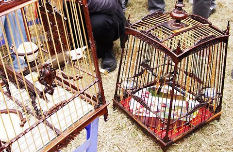 Ngắm 'nữ hoàng' chào mào 300 triệu đồng tại Hà Nội