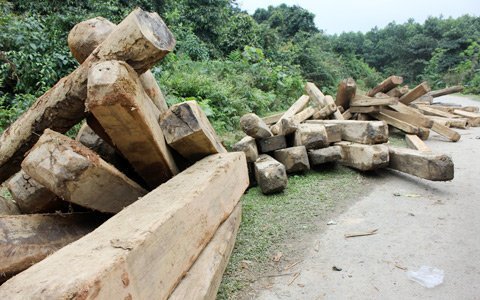 Đề nghị không bán đấu giá rừng tự nhiên ở Hà Tĩnh