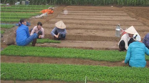 Thu tiền tỷ từ cỏ siêu ngọt