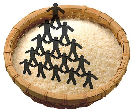 Gạo cũng kinh doanh kiểu đa cấp