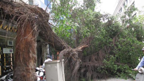 Hà Nội: Cây cổ thụ bất ngờ đổ trên phố