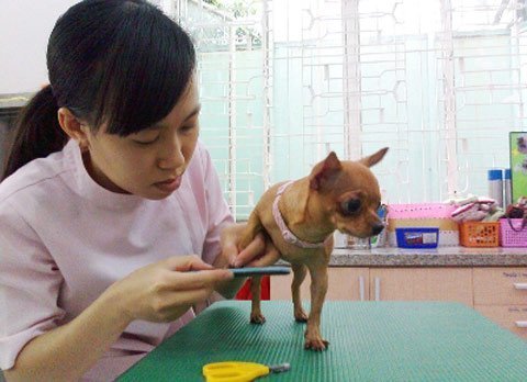 Chó quý tộc dùng đồ hiệu, nằm điều hòa