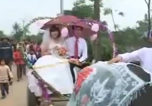 Đám cưới xe trâu
