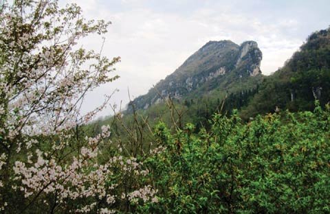 Đường hoa - tình rừng - mùa Tây Bắc