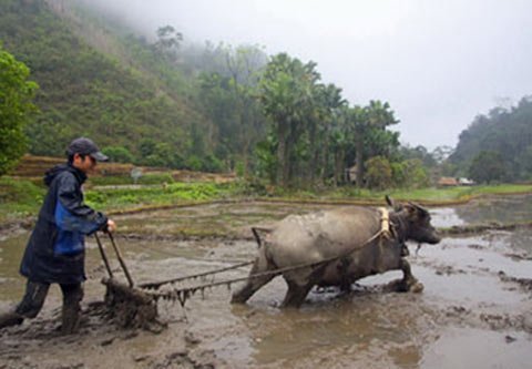 Giáo viên đi... cày!