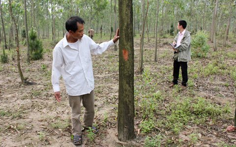 Nguy hiểm dự án nuôi lợn đầu nguồn nước