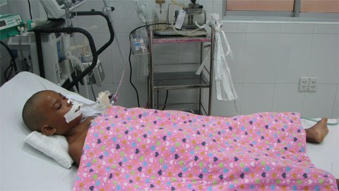 Con bệnh nặng và ước mơ có một “con bò”
