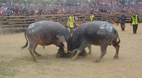 'Săn' trâu khủng nửa tỷ đồng huấn luyện kiểu... cá độ