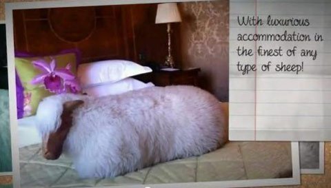 Khách sạn dành cho cừu của đại gia