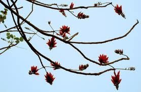 Khát sấm tháng ba!