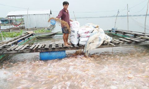 Cá nhiễm chất cấm