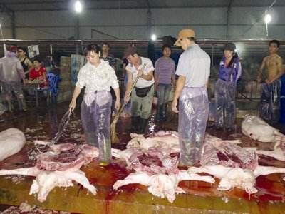 Rùng mình lò mổ: Thịt lợn ngâm trong nước bẩn