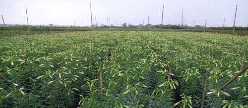 Hoa loa kèn trắng ngập phố Hà Nội