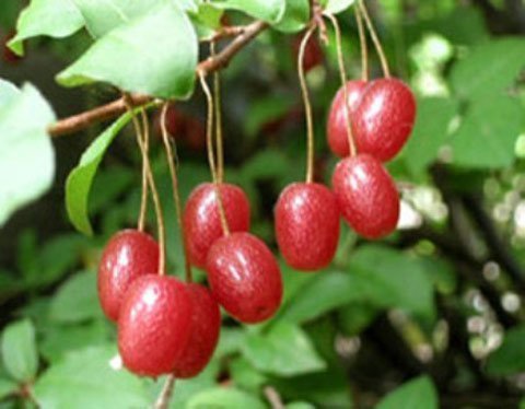 Mùa nhót chín sáng rực góc đường