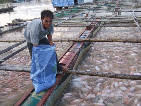 Người Sài Gòn tẩy chay cá diêu hồng