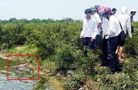 Nhiều rắn hổ chúa chết gần đền thiêng