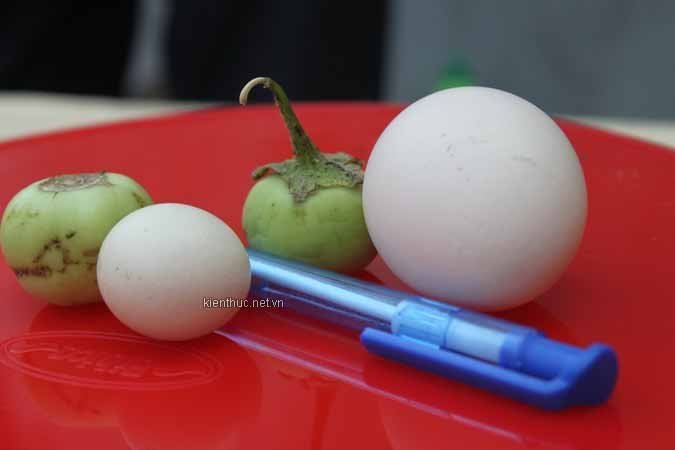 Gà trống đẻ trứng to bằng quả cà