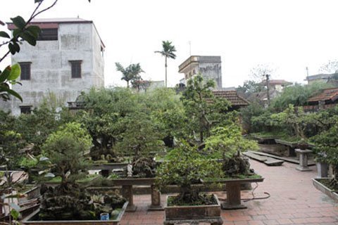 Đại gia cây cảnh Hà thành: 'Ví họ cũng rỗng tuếch'