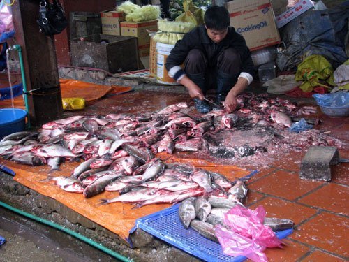 Giật mình với thủy sản nhiễm chất cấm không nguồn gốc