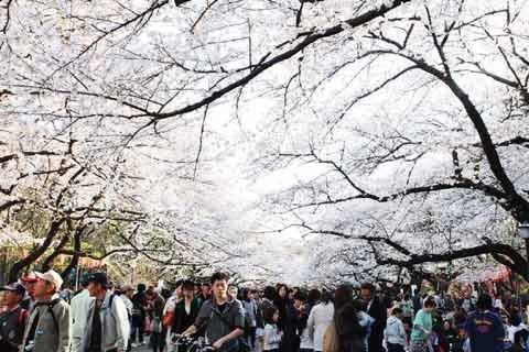 Ngắm hoa anh đào ở Tokyo