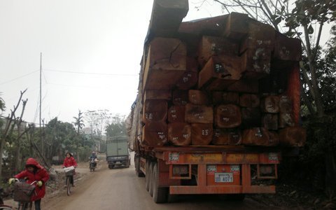 Hãi hùng những chiếc xe ‘khủng’ chở gỗ