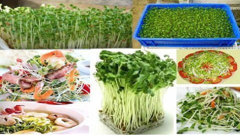 Chiến thắng khởi nghiệp từ rau 'bốn không'