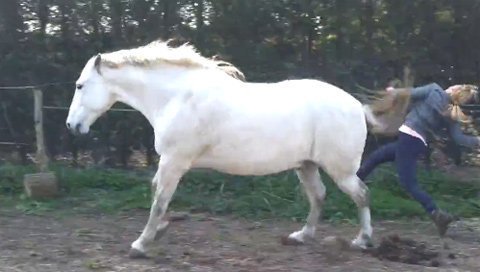 Cô gái bị ngựa đá chấn thương