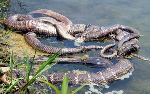 Chuyện rắn hổ chúa chết trước đền thiêng