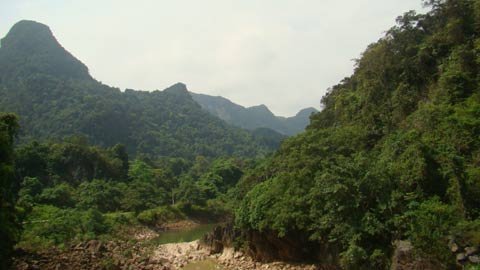 Rộ tin trúng cây sưa 'khủng' giá trên trăm tỷ