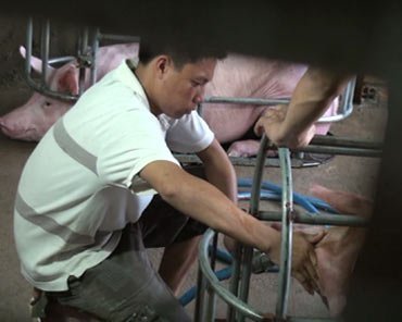 Tống nước tăng trọng heo, chỉ bị xử hành chính