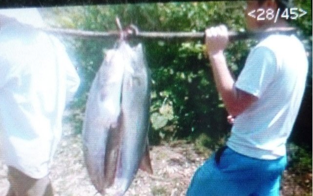 Nghi vấn vụ thịt bò, cá to ‘trên trời rơi xuống’