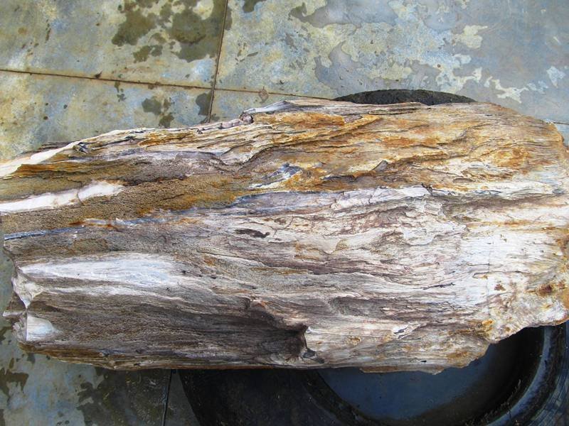 Nhặt được cây gỗ hóa thạch cứng bóng như đá