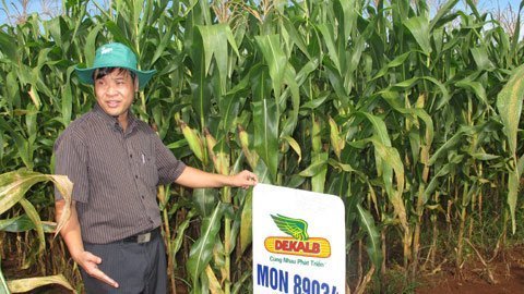 Cây biến đổi gen: Đừng nóng ruột theo nhà buôn giống