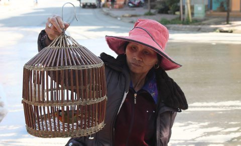 Bán chim dạo: Nghề 'hot' của người Mông