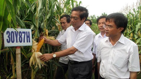 Cây biến đổi gen: Âm mưa của các tập đoàn sinh học