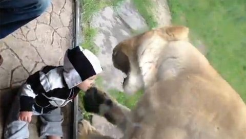 Con sư tử cào cấu tìm cách ăn thịt em bé