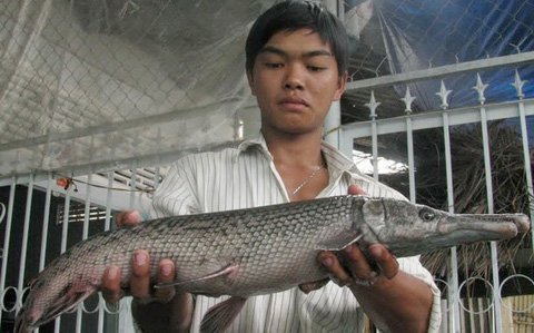 Đổ xô đi xem cá 