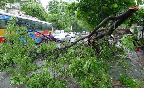 Hà Nội: Cây đổ, tắc đường vì mưa lớn