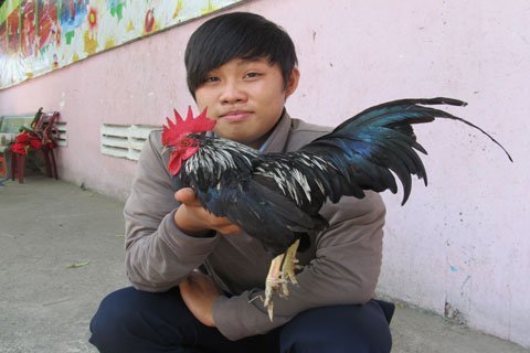 Gà cảnh, thú chơi tao nhã của giới trẻ Sài thành