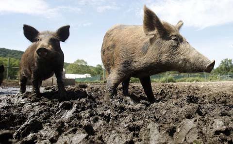 Đi săn, bắn nhầm bạn gái vì tưởng lợn rừng